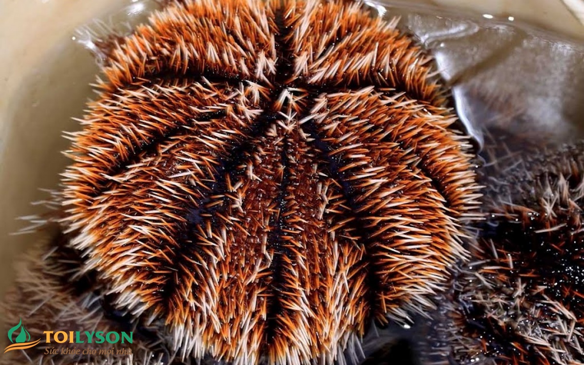 LÝ SƠN FOODS - Hải sản Lý Sơn, hành tỏi Lý Sơn, đặc sản Lý Sơn tại Tp. HCM, tại Hà nội, tại Đà Nẵng