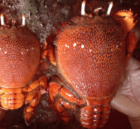 LÝ SƠN FOODS - Hải sản Lý Sơn, hành tỏi Lý Sơn, đặc sản Lý Sơn tại Tp. HCM, tại Hà nội, tại Đà Nẵng