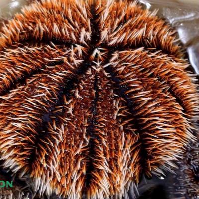 Nhum biển Lý Sơn